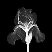 Bearded Iris 'Dutch Chocolate', X-ray