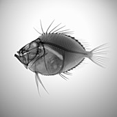 John Dory fish, X-ray