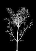 Lilac flower (Syringa sp.), X-ray