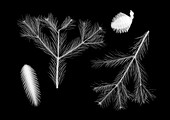 Normandy fir cones and pine twigs, X-ray