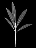 Nerium oleander, X-ray