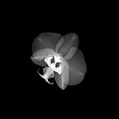 Orchid (Phalaenopsis sp.), X-ray