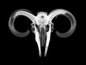 Ram skull, X-ray