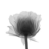 Rose flower head, X-ray