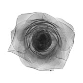 Rose flower head, X-ray