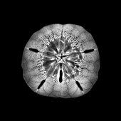 Sand dollar sea urchin, X-ray