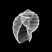 Conch seashell, X-ray