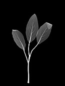 Hedge nettle leaves (Stachys sp.), X-ray