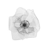 Anemone flower, X-ray