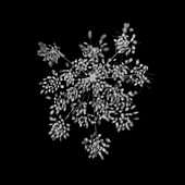Cow parsley flower (Anthriscus sylvestris), X-ray
