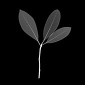 Laurel leaves (Laurus nobilis), X-ray