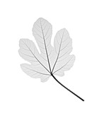 Fig leaf, X-ray