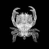 Frog crab, X-ray