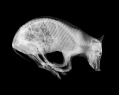 Pig, X-ray