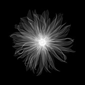 Dahlia 'Munchen Pablo' flower, X-ray