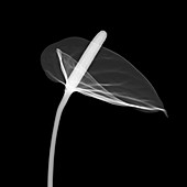 Flamingo flower (Anthurium sp.), X-ray