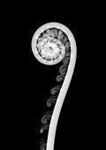 Tree fern (Dicksonia sp.), X-ray