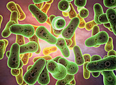 Coxiella burnetii bacteria, illustration