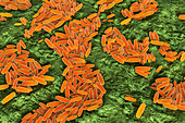 Pasteurella multocida bacteria, illustration