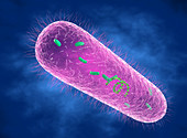 pseudomonas aeruginosa bacterium, illustration