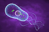 Salmonella bacterium, illustration