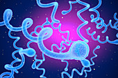 Lyme disease bacteria, illustration