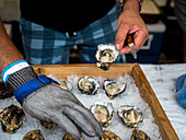 Freshly opened oysters on ice