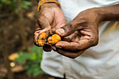 Hands holding fresh turmeric root (Sri Lanka)