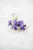 Violet flowers on a white surface