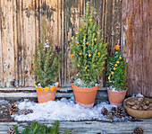 Small potted conifers decorated with decorations cut out of orange peel