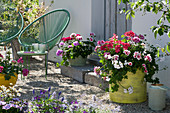 Bucket with geraniums 'Flower Fairy White Splash' 'Happy Face White' 'Red White Bicolor' 'Happy Face® Dark Red Mex' 'Amethyst' and 'Tango Neon Purple'
