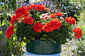 Standing geranium 'Sarita Fire' in a metal bowl