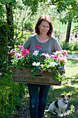 Woman carries wooden box with geraniums: 'Happy Face White' 'Red White Bicolor' 'Amethyst' 'Flower Fairy White Splash' 'Calliope Rose Splash' 'Tango Neon Purple' 'Glacis' 'Happy Face® Dark Red Mex', dog Zula
