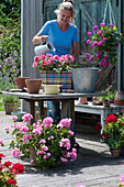 Bunten Flechtkorb mit Geranie bepflanzen, Frau gießt frisch eingepflanzte Geranie 'Flower Fairy Pink' an