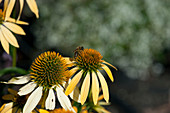 Honigbiene auf Blüte vom Scheinsonnenhut