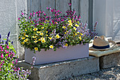 Bidens 'Lemon Moon', catnip 'Cat's Meow' and currant sage 'Ignition Fuchsia' in the balcony box on stone steps