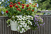 Box with zinnia, magic bells Unique 'White' and blue daisies on balcony railing