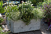Wooden box with white plants: 'Diamond Ice' magic snow, Conetto 'Coco' Echinacea, zinnia and mountain savory