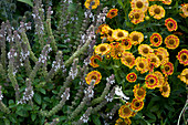 Sun bride 'Rotgold' and shrub basil