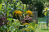 Late summer flowerbed with 'Goldsturm' Rudbeckia, red feather bristle grass, nasturtiums, marigolds, zucchini, sweet corn, amaranth and spiced marigolds