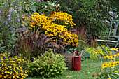 Yellow Rudbeckia 'Goldsturm' 'Little Goldstar' with red feather bristle grass, red grass 'Red Baron', Buddleia, Spiced Tagetes, Abelie and Gold Sedge 'Bowles Golden' on the fence