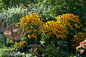 Seat next to the perennial bed with Rudbeckia 'Goldsturm' 'Little Goldstar', stilted pipe 'Variegata'