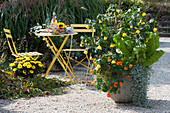 Small seating group on the gravel terrace, tubs with mallow, nasturtium, chard and waterfall plant 'Silver Falls', straw flower Granvia 'Gold' in the bed