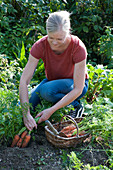 Woman harvests carrots