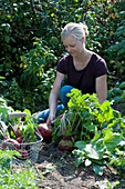 Woman harvests yellow beets 'Burpees Golden' in the vegetable garden
