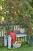 Körbe mit frisch gepflückten Äpfeln, Bank am Gartenzaun