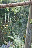 Cobweb in the morning dew