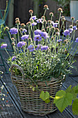 Scabious 'Perfecta' in the basket, insects on the flowers