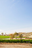 Weinberge im Meadowbank Weingut im Dervent Valley (Tasmanien)