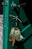 Tassel made of feathers and beads hanging from key in green wooden door